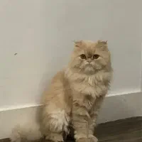 فروش پرشین نر