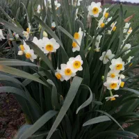 پیاز نرگس شهلا و پرپر