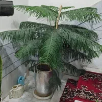 گل نخل فوق العاده زیبا|گل و گیاه طبیعی|محمدیه-قزوین, |دیوار