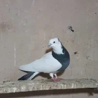 کبوتر گرفته