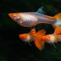 ماهی گوپی مولی پلاتی لجن خارکالرزبرا تترا آکواریوم