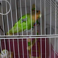 طوطی برزیلی|پرنده|پیرانشهر, |دیوار