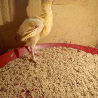 جوجه بوقلمون