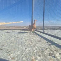 کفتر جوجه زرد کرمانی درجه یک