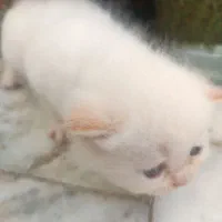 گربه|گربه|گرگان, |دیوار