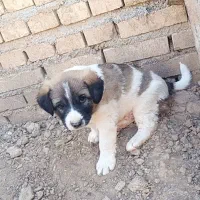 سگ نر|سگ|کارون, |دیوار