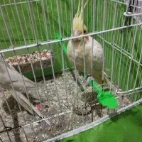 یک جفت عروس هلندی با جوجه لتینو|پرنده|مشهد, کوی المهدی|دیوار