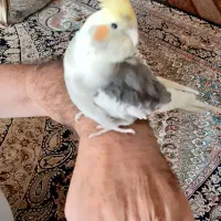 عروس هلندی ابلغ نازنازی