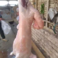 قصابی بره و گوساله