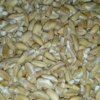 نیم دانه گندم بسیار تمیز