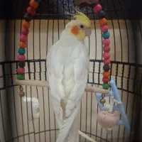 فروش عروس هلندی نر لوتینو