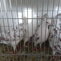 کبوترپرشی ساعتی