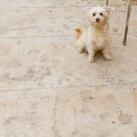 ماده سه ساله