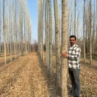 صنوبر‌نیگرا‌ترکیه‌ فضای‌سبز‌رویایی