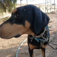 سگ شناسنامه دار