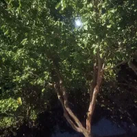 رهن یک دستگاه واحد مسکونی