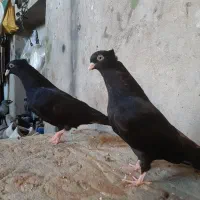 جوجه زاغ ابادانی