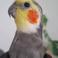 عروس هلندی گم شده|حیوانات|پردیس, فاز ۱|دیوار