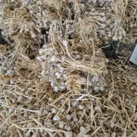 سیر|خوردنی و آشامیدنی|جیرفت, |دیوار