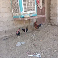 مرغ و خروس|حیوانات مزرعه|زهک, |دیوار