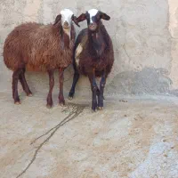 فروش دو راس بره ماده درجه یک|حیوانات مزرعه|قلقل رود, |دیوار