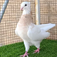 جفت ماده طوقی