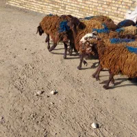 بره ماده میش