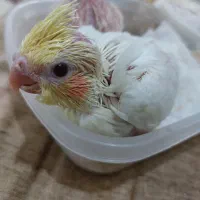 جوجه عروس هلندی لوتینو