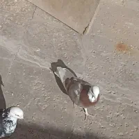 کفتر تیکه پاره