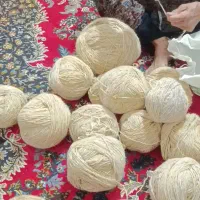 نخ بن پشم گوسفند مو