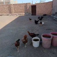 خورس و مرغ جوجه|حیوانات مزرعه|سبزوار, باهنر|دیوار