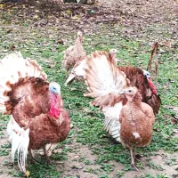 تخم نطفه دار بوقلمون قرمز بوربون|حیوانات مزرعه|رامیان, |دیوار