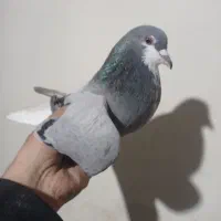 کبوتر مشهدی نر|پرنده|قائم‌شهر, |دیوار