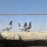 کفتر|پرنده|گناباد, |دیوار