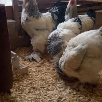 تخم برهما لایت بیگ سایز (اورجینال)