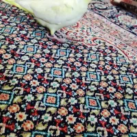 عروس هلندی لوتینو|پرنده|تهران, زمزم|دیوار