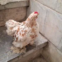 کوشین|حیوانات مزرعه|اصفهان, شاهزید|دیوار