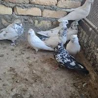 کبوتر پرشی|پرنده|گلپایگان, |دیوار