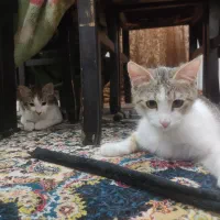 واگذاری گربه چهار پنج ماهه