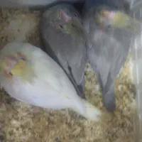 عروس هلندی مولد