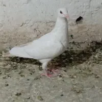 کفتر