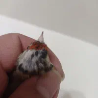 سهره ماده فقط معاوضه