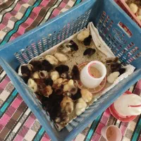 جوجه محلی اصل یک روزه