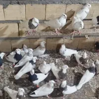 کبوتر|پرنده|دهلران, |دیوار