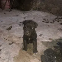 توله کنکورسو