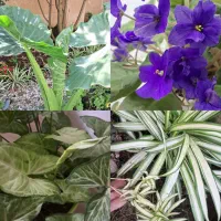 انواع گلهای اپارتمانی سایه دوست و....