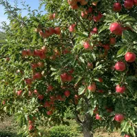 کیفیت سیبت رو به سطح صادرات برسون