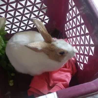 خرگوش خانگی تمیز