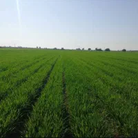 ۲ هکتار زمین کشاورزی واقع در فیروزآباد شهرری