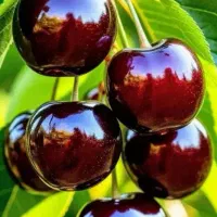 گیلاس سوپر
